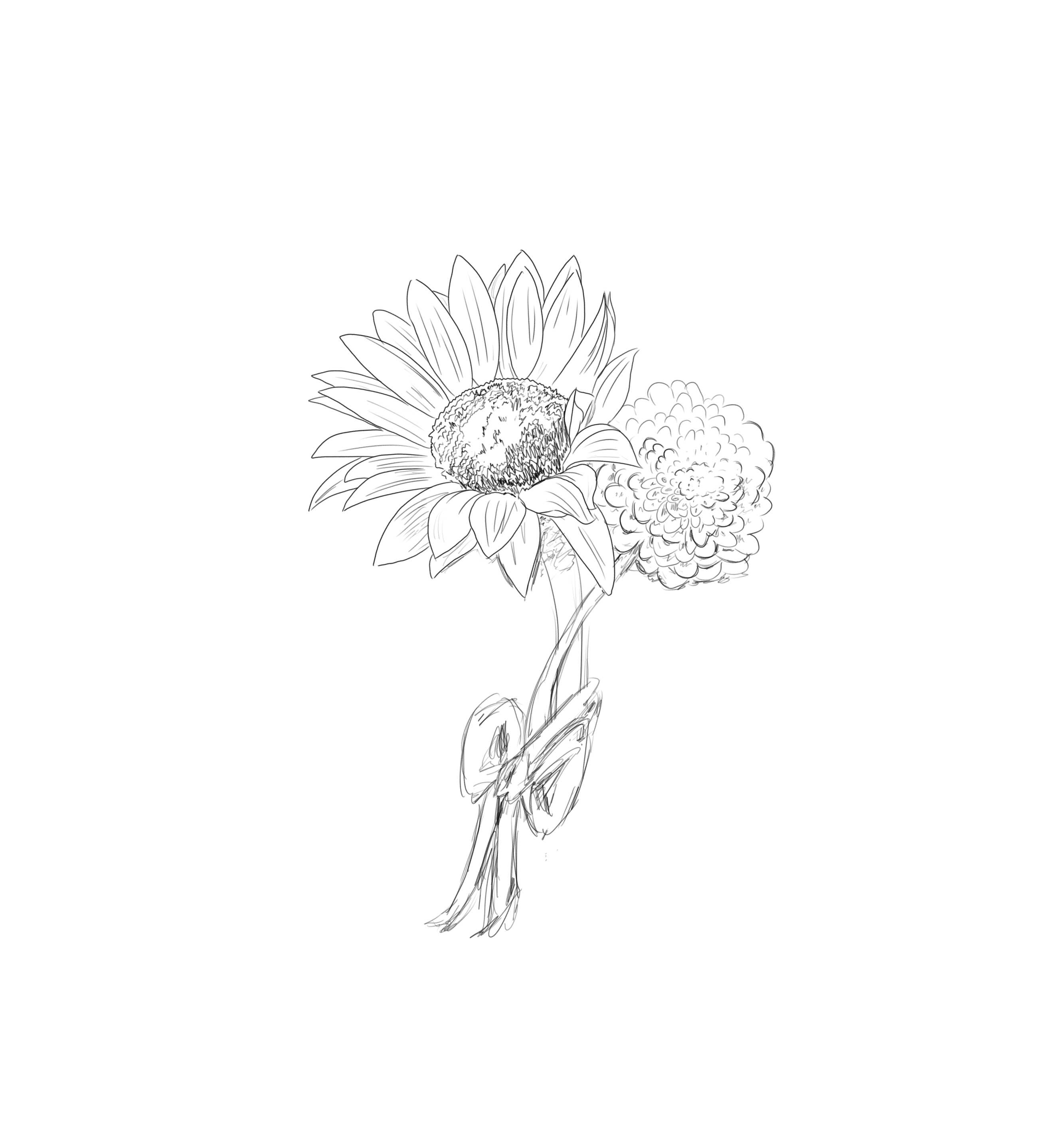 Sunflower sketch